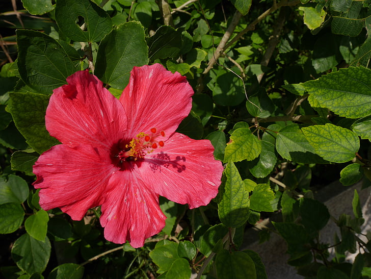 Okinawa, Hibiscus, blommor
