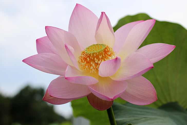 lotusblomster, skjønnhet, skjønnhet, naturlig, roseblader, vanne plantene, Ao