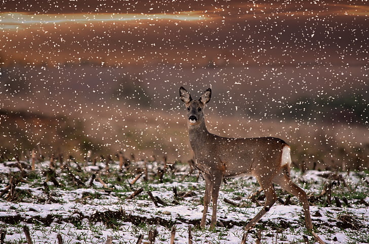 Roe deer, hoang dã, Damm hoang dã, Red deer, mùa đông, tuyết, bông tuyết