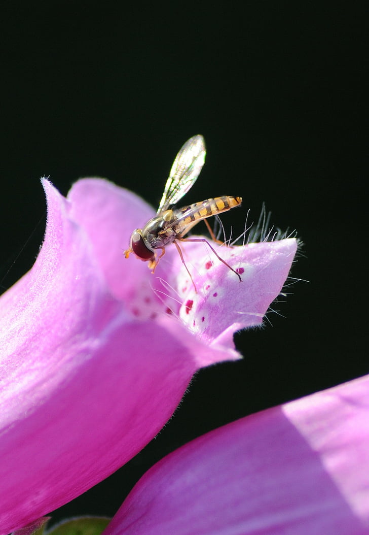 insect, blossom, bloom, purple, animal, plant, hoverfly
