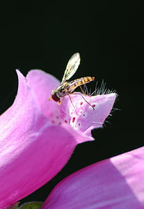 έντομο, άνθος, άνθιση, μωβ, ζώο, φυτό, Hoverfly