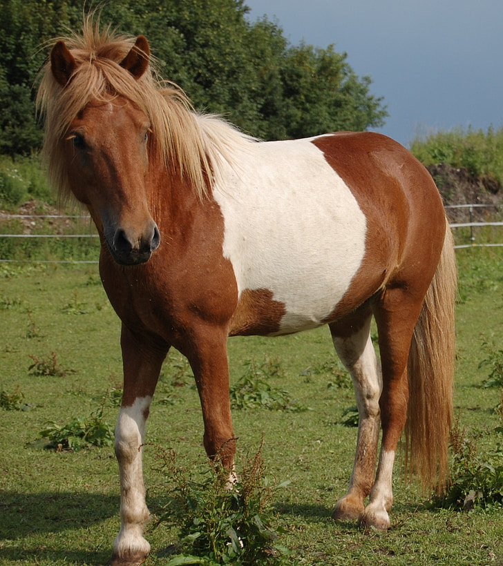 poney de l’Islande, cheval, patché, pâturage, cheval de l’Islande