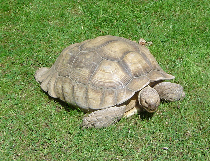 Tortue, animal, Tortue, Zoo, gros plan, armure, coquille