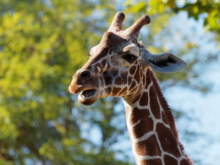 giraf, pattedyr, Savannah, Afrika, giraffer, dyr, dyr