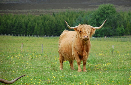Highland, krowa, Szkocja, bydło, wsi, łąka, pole