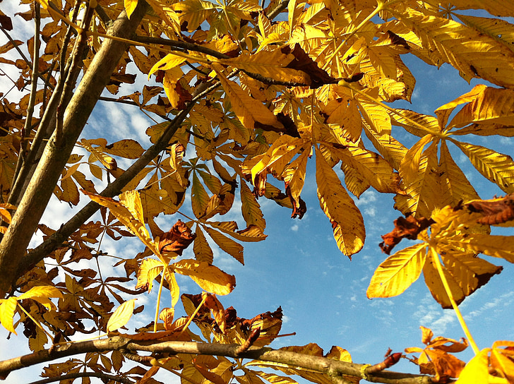 autumn, sky, leaves, golden leaves, sunshine, color, colorful