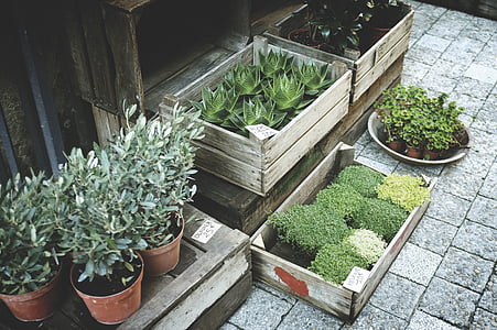 plante, haven, blade, grøn, salg, urtepotte