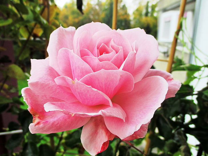 flower, rose, pink flower, plant, nature