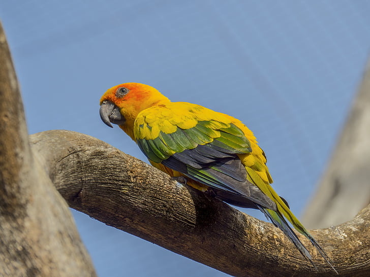 parrot, ave, animals, colors, tree, nature, dom