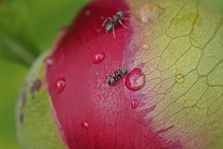 άνοιξη, μυρμήγκι, Παιώνια, μια σταγόνα, ροζ, λουλούδι, Κήπος