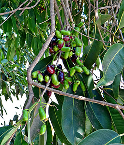 黑莓, 浆果, 束, syzigium cumini, 绿色, 黑莓, 季节性
