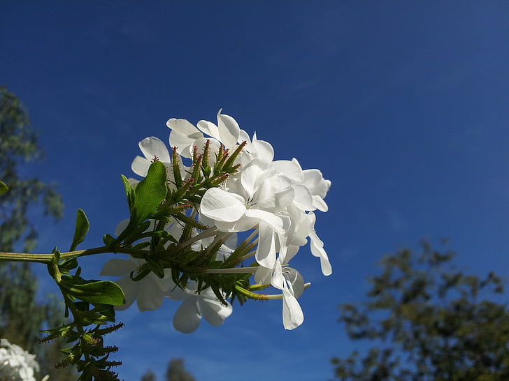 superficial, enfocament, fotografia, blanc, flors, flor, cel blau