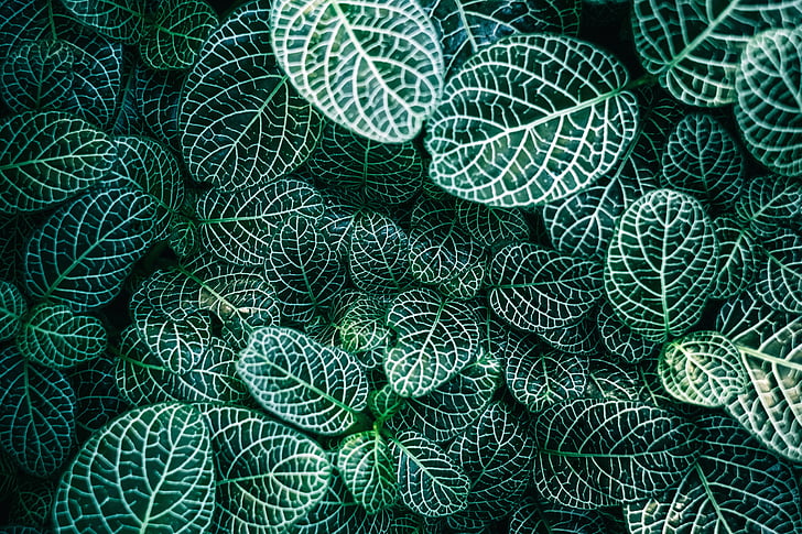 abstract, art, close-up, decoration, design, green, leaves