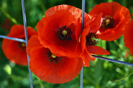 klatschmohn, Poppy, klatschrose, Papaver rhoeas, bunga-bunga merah, grid, bunga opium