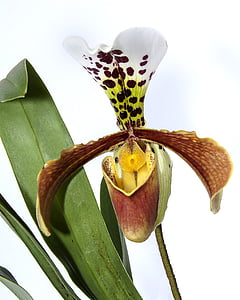 Frauenschuh, orhideja, žuta, cvijet, cvatu, cvijet, biljka