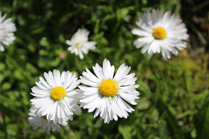 daisy, garden, flower, green, lawn, grass, white