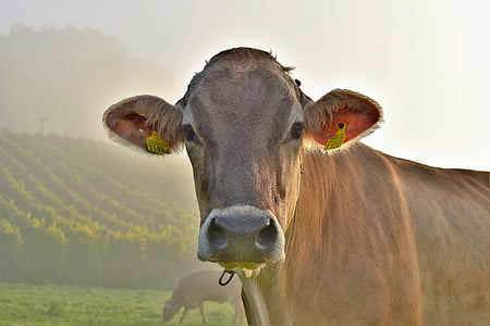 vaca, les pastures, Prat, pasturar, vaques, carn de boví, tancar