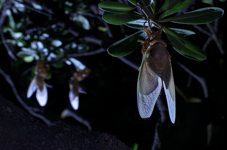 stor brun cicada, uppkomsten, Cicada