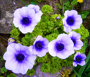 Anemon putih-biru, angin bunga, bunga musim semi, Taman