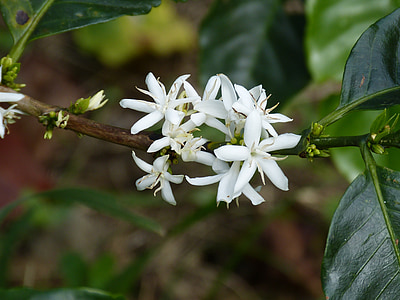 coffee flower, coffee shrub, coffee, blossom, bloom, central america, costa rica