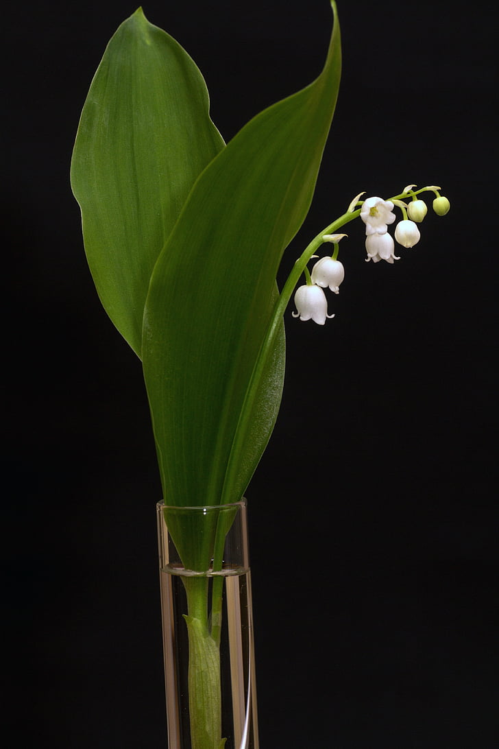 Lily của thung lũng, convallaria majalis, mùa xuân, trắng, Bell, Hoa, Thiên nhiên