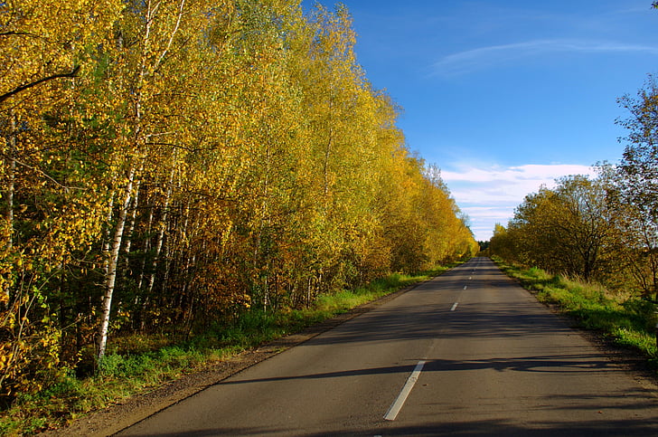 jalan, aspal, transportasi, kosong, musim gugur, kuning, bayangan