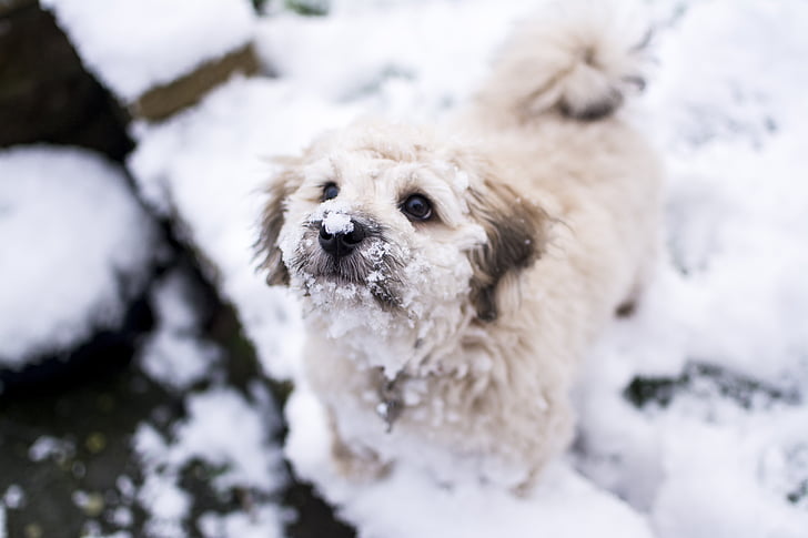 pas, snijeg, ljubimac, hladno, životinja, slatka, vanjski