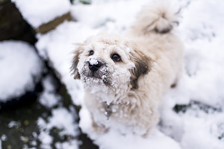 hond, sneeuw, huisdier, koude, dier, schattig, buiten