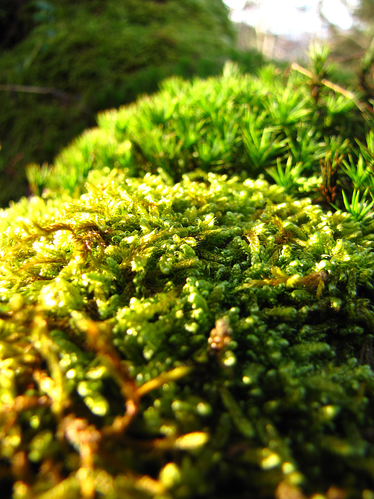 grøn, skov, efterår, Moss, makro