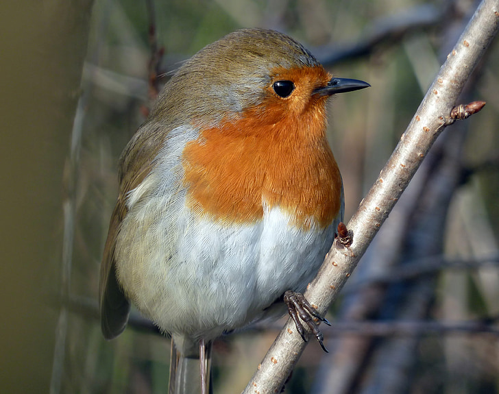 robin, bird, small, wildlife, plumage, nature, animal