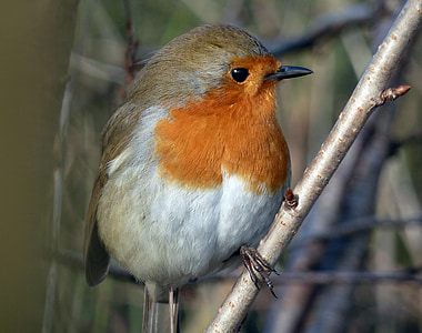 Robin, vták, malé, voľne žijúcich živočíchov, perie, Príroda, zviera