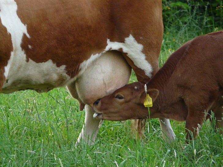 vaca, ubre, mamar, becerro, animal joven, leche, bebida