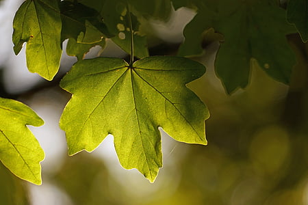 green leaf, sun, light, bright, plant, back light