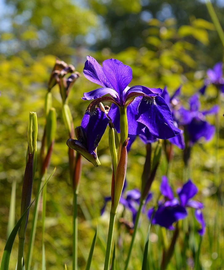Iris, floare, floare, floare, natura, gradina, plante