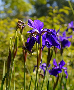 Iris, flor, flor, flor, natura, jardí, planta