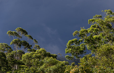 arbres de goma, eucalypts, verd, nativa, subtropical, cel gris, bosc de pluja