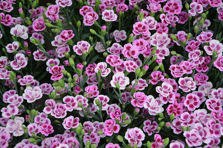 Γαρύφαλλο-νάνος, λουλούδια, τριαντάφυλλα, λευκό, ροζ χρώμα, ροζ λουλούδια, φύση