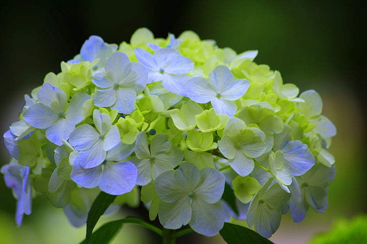 Hortenzija, Japonija, žalia, lietaus sezonas, natūralus, augalų, gėlės