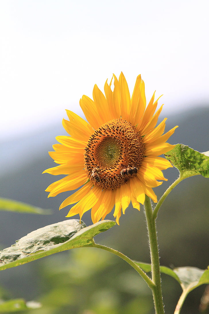 sunflower, flower, bee, yellow, bloom, blooming, plant