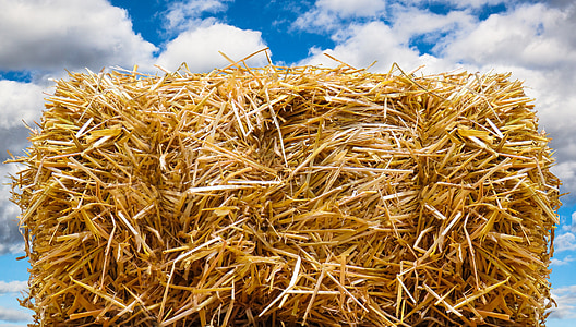 straw bales, autumn, straw, field, harvest, straw role, cornfield