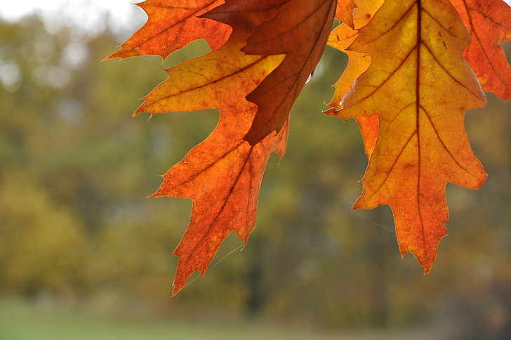 podzim, Příroda, listoví, krajina, podzimní listí