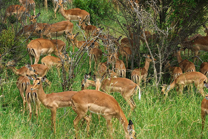 Sør-Afrika, Park, Kruger, Cobs, antiloper, flokk, Wild
