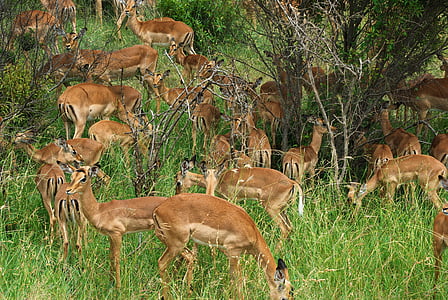 south africa, park, kruger, cobs, antelopes, herd, wild