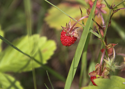 wild strawberry, summer, berry, red, fragaria vesca, nature