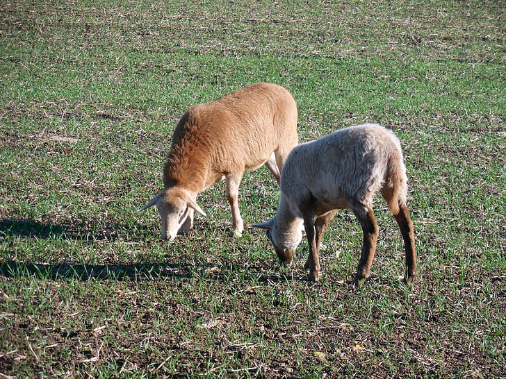 fåren, betesmark, betar, äta, boskap, ull, djurhållning