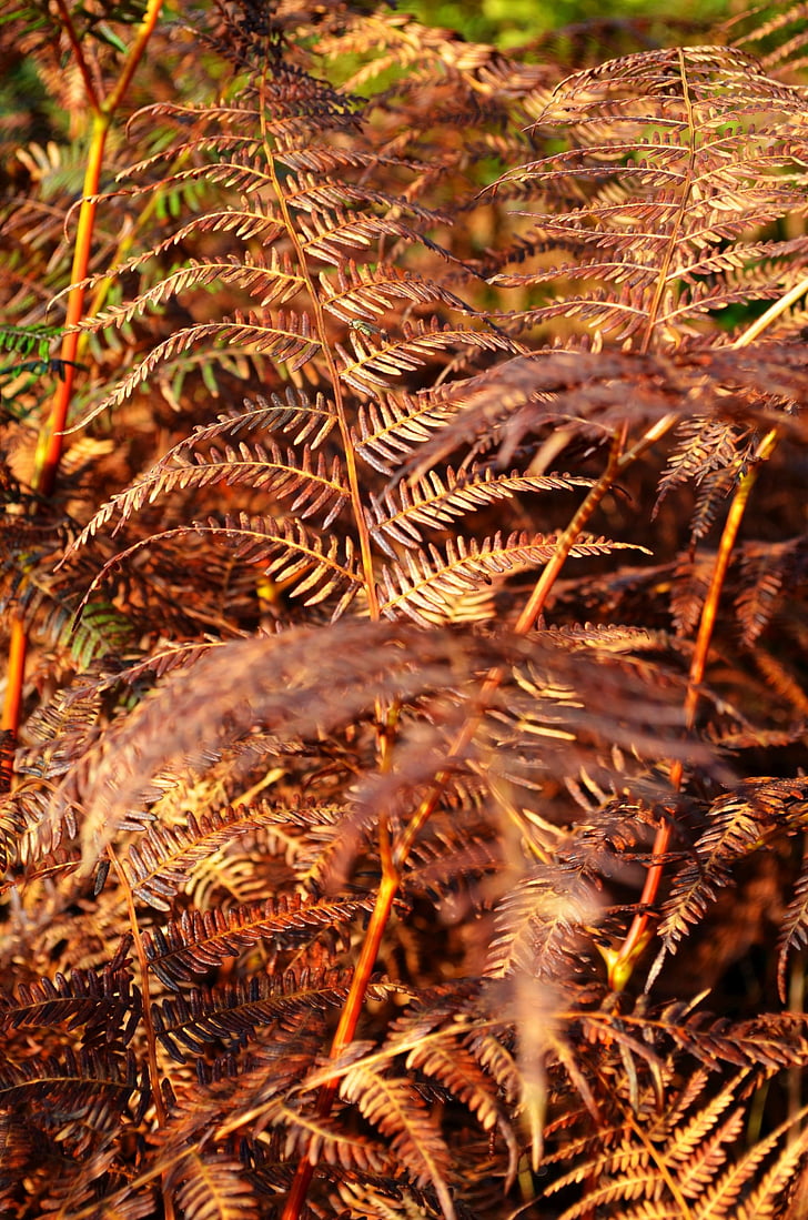 fern, forest, fall, nature, vintage