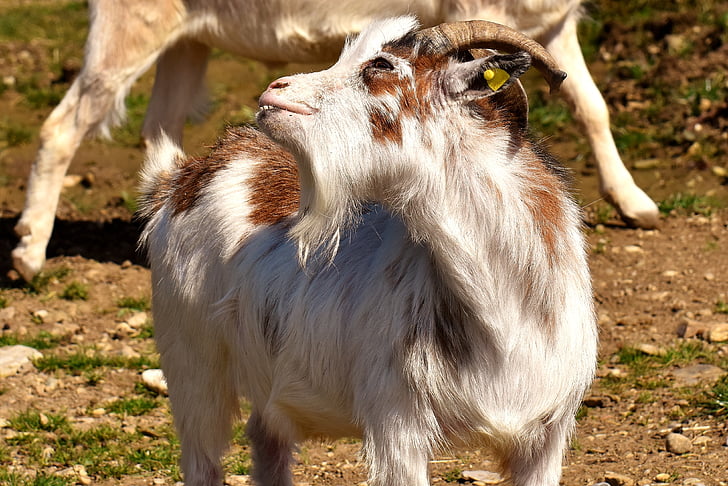 chèvre, drôle, billy goat, cors, barbiche, pâturage, Meadow