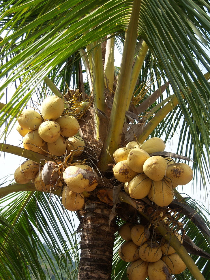 kokosnötter, Palm, ormbunksblad, Karibien, Jamaica, kokosnöt träd, kokos