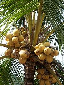 coconuts, palm, frond, caribbean, jamaica, coconut tree, coconut