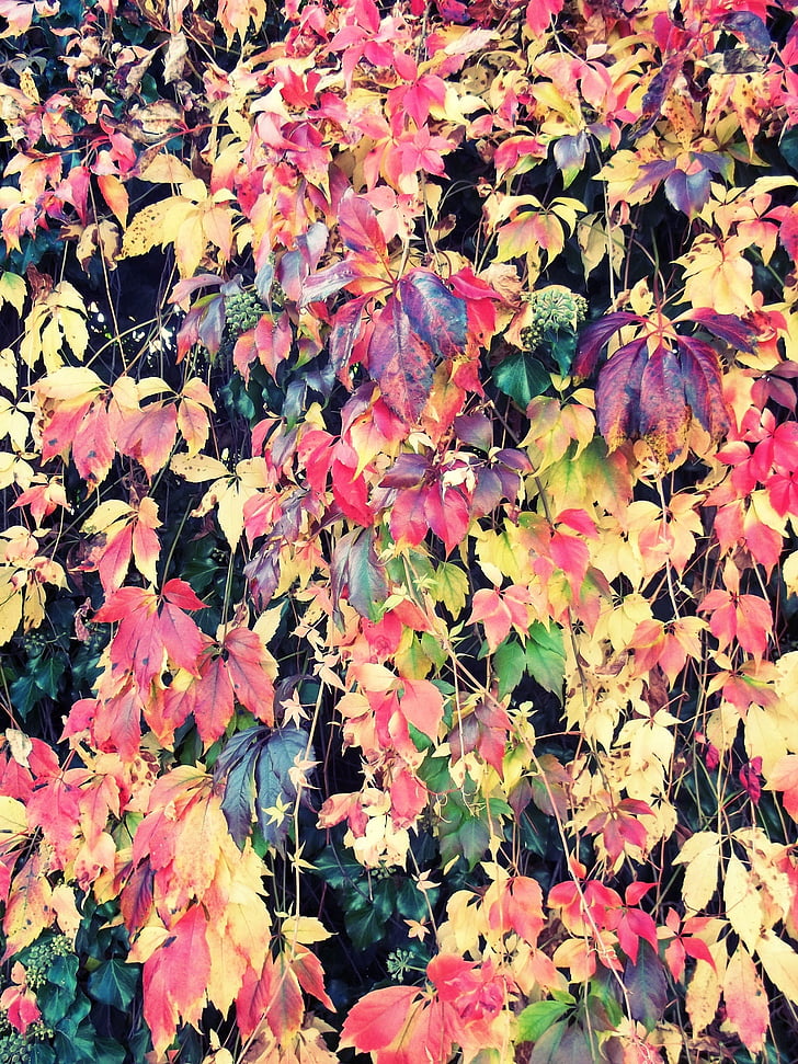 jeseni, listi, pisane, barva, padec listje, ozadje